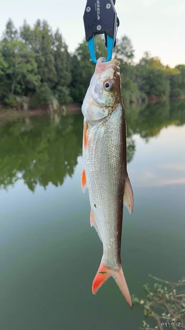 红鳍鲌钓获 2.2kg