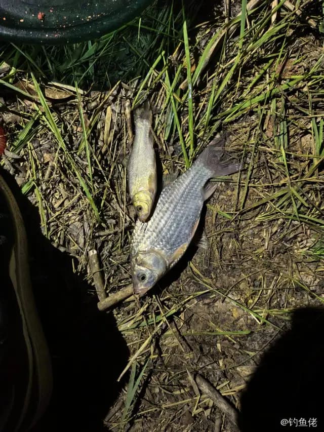 鲫鱼钓获 0.2kg