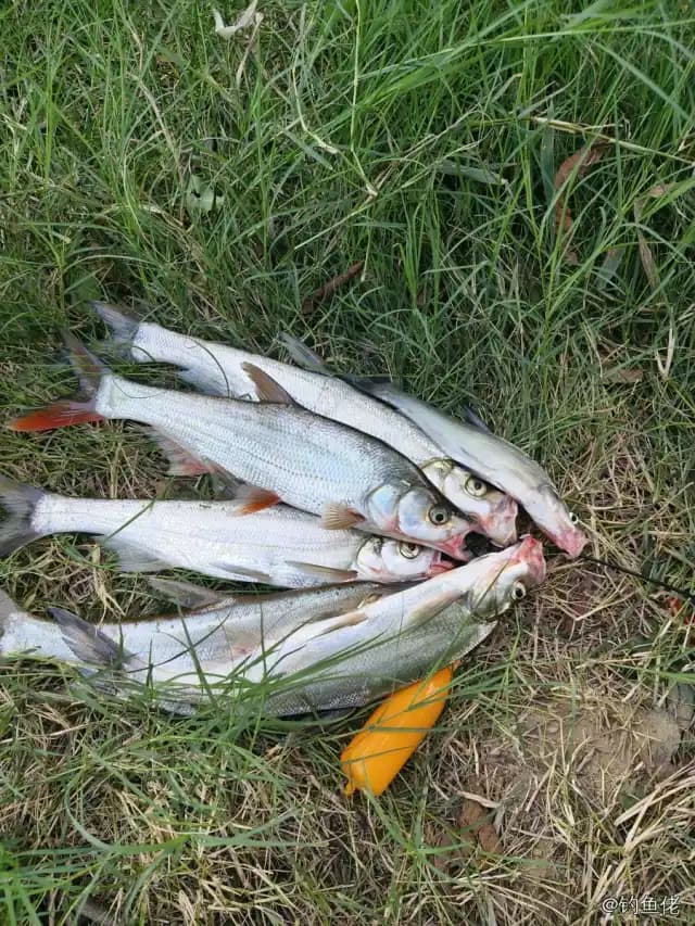 翘嘴鲌钓获 3kg