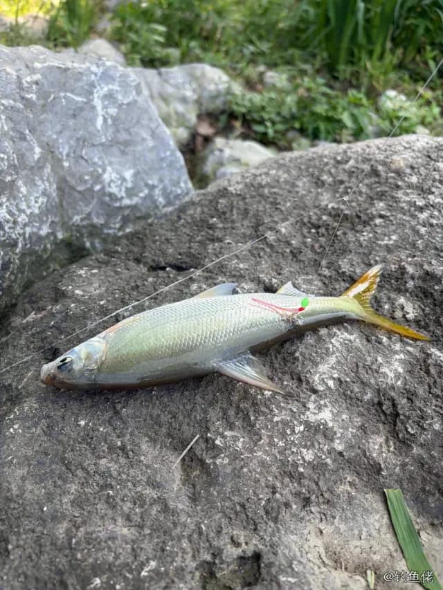 细鳞斜颌鲴钓获 0.05kg