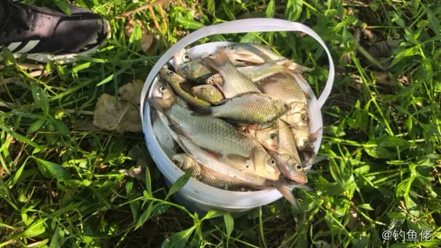 翘嘴鲌钓获 5.4kg