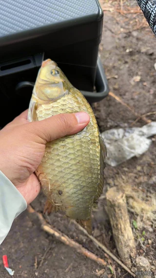 鲫鱼钓获 0.45kg