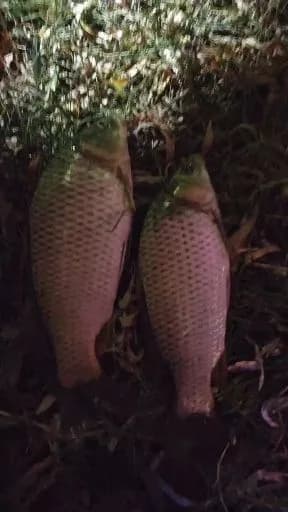 鲤鱼钓获 1.7kg