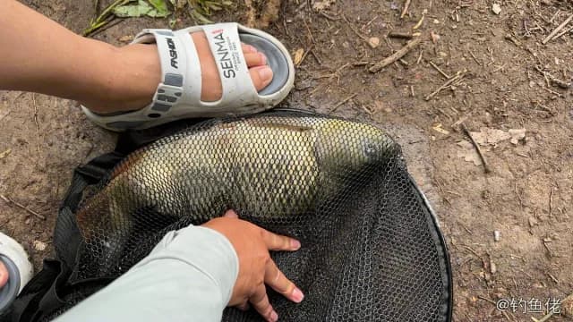 虹鳟钓获 2.5kg