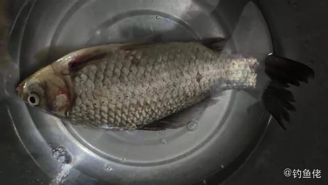 鲫鱼钓获 0.7kg