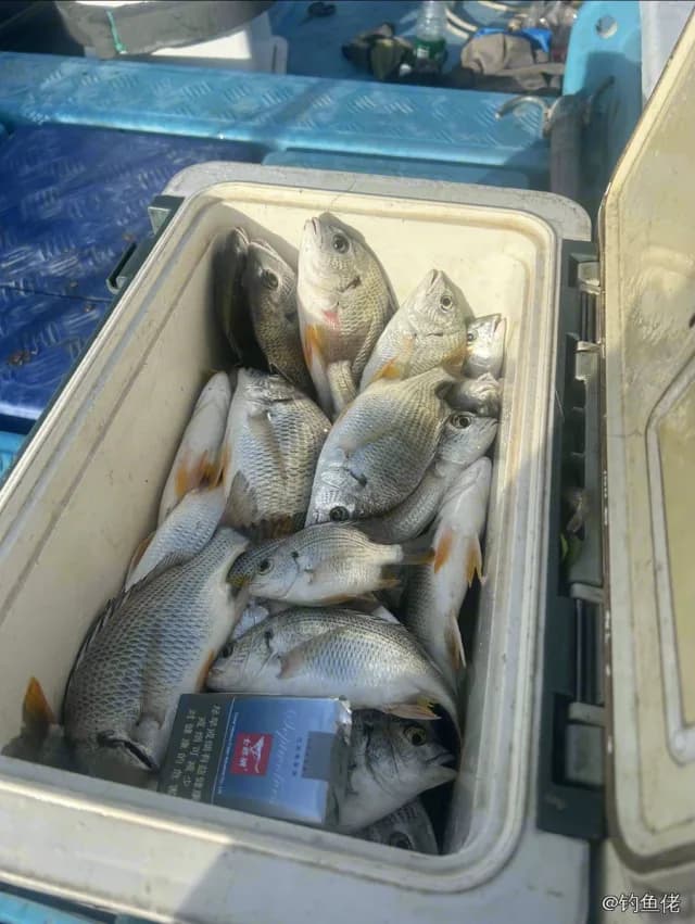 黄鳍棘鲷钓获 0.8kg