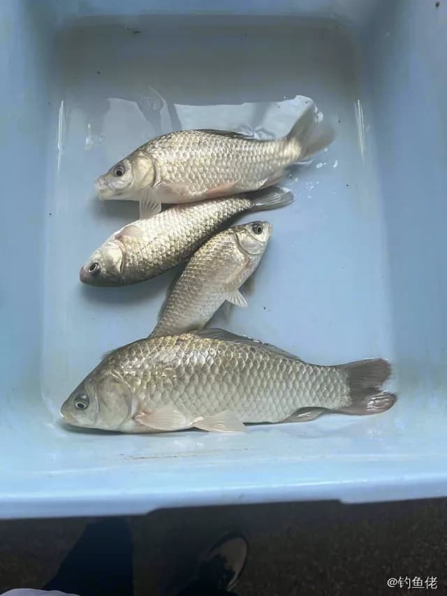 鲫鱼钓获 0.45kg