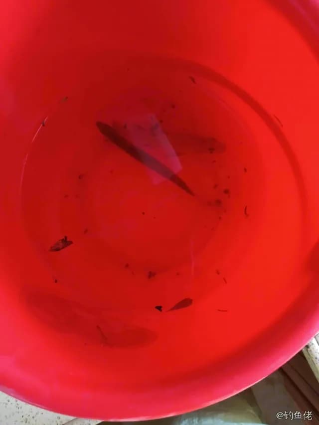 尼罗非鲫钓获 0.3kg