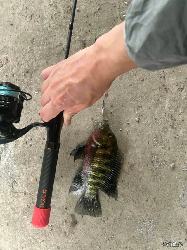 吉利非鲫钓获 0.6kg