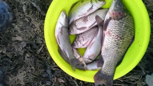鲫鱼钓获 0.45kg