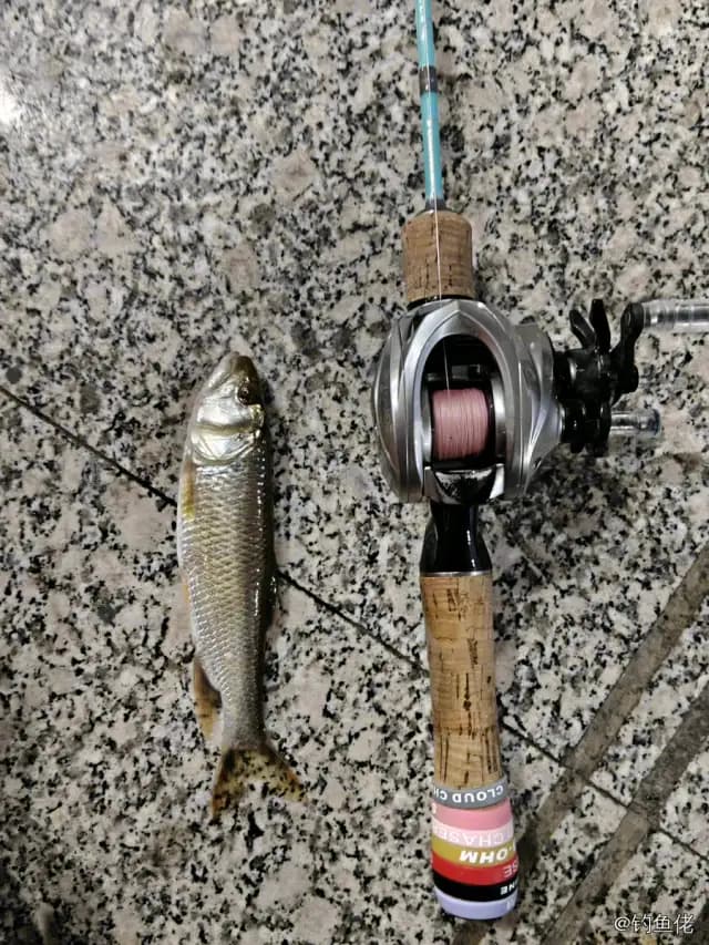 唇䱻钓获 0.4kg