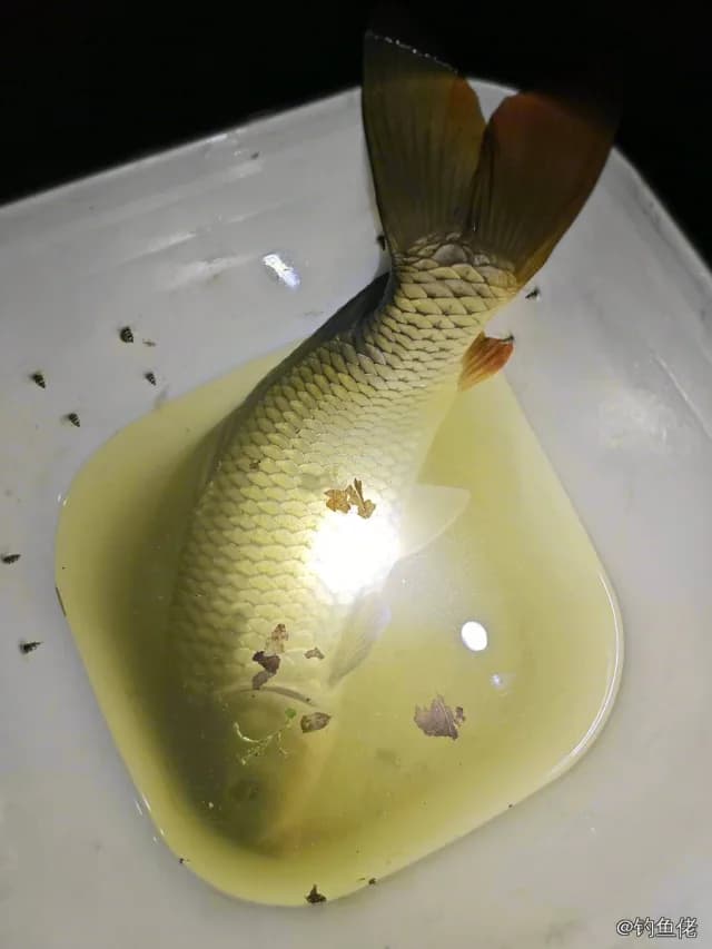 鲤鱼钓获 4kg
