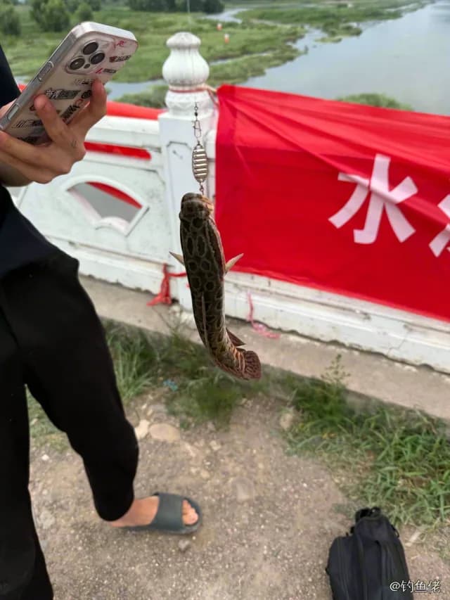 乌鳢钓获 0.5kg