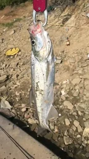 翘嘴鲌钓获 1.5kg