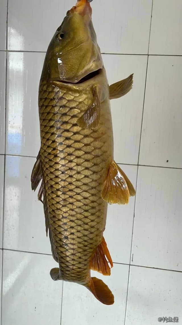鲤鱼钓获 4kg