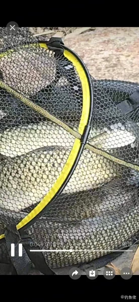 草鱼钓获 20.8kg