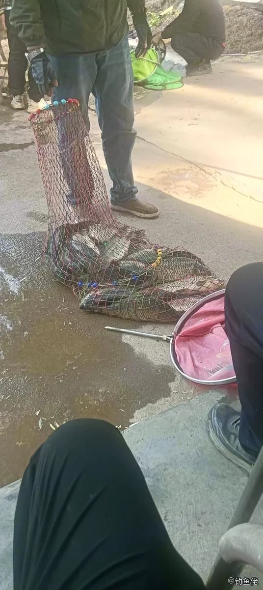 鲫鱼钓获 1kg