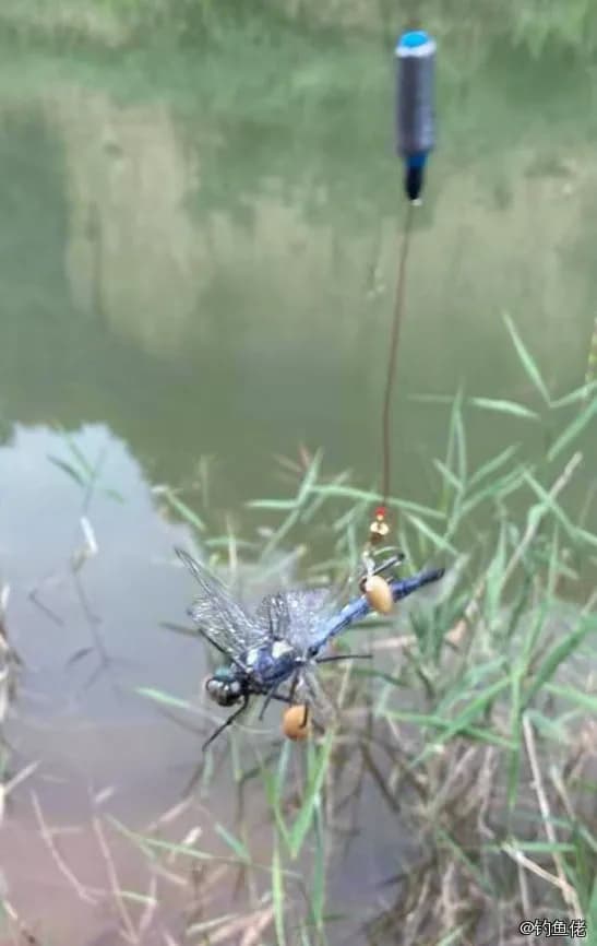 麦穗鱼钓获 