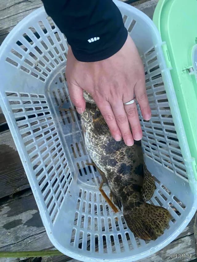斑鳜钓获 1kg