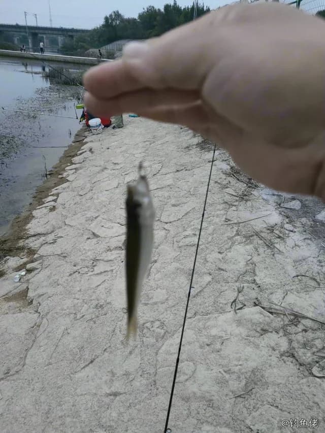马口鱼钓获 