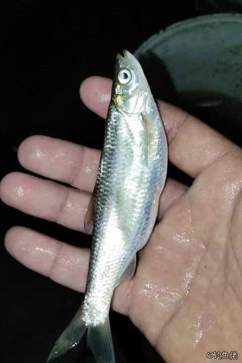 白条钓获 