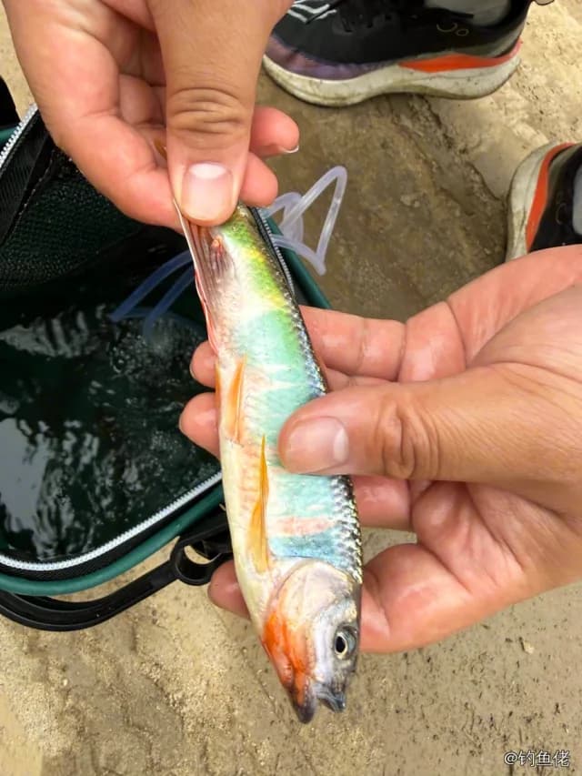 宽鳍鱲钓获 0.01kg