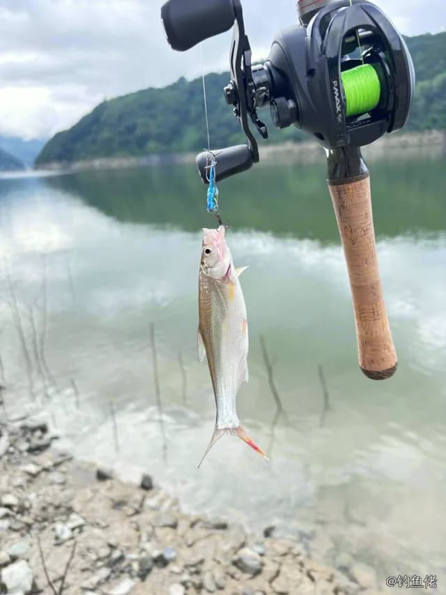 翘嘴鲌钓获 1kg