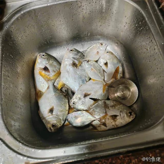布氏鲳鲹钓获 0.5kg