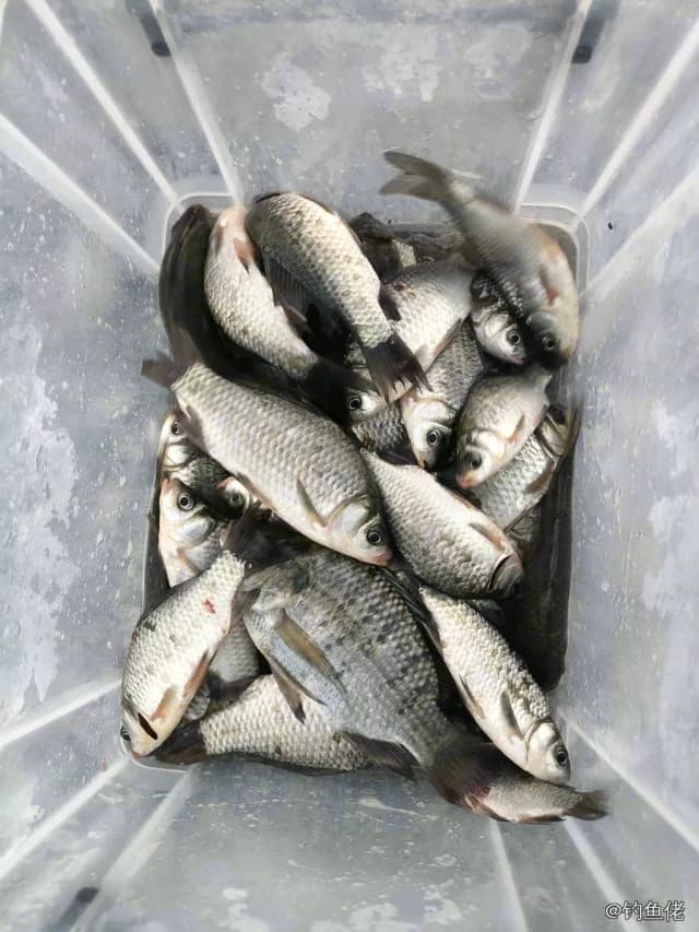 鲫鱼钓获 0.45kg