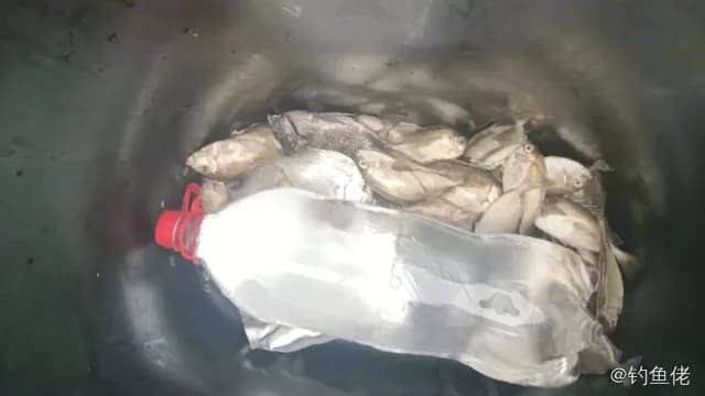 星斑篮子鱼钓获 35.5kg