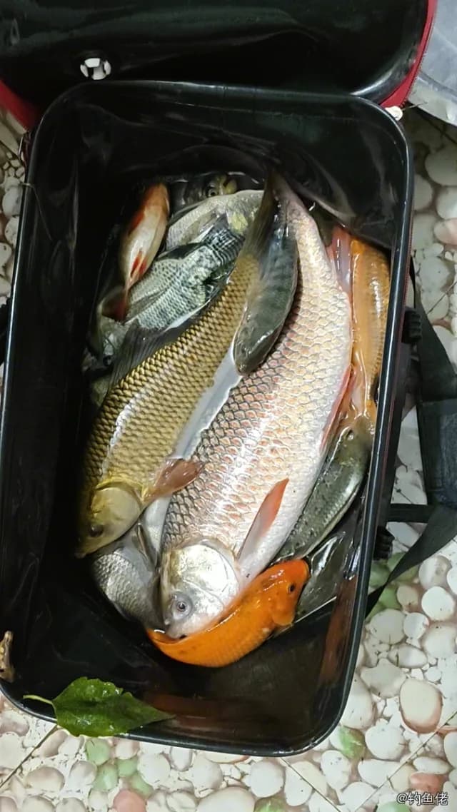 露斯塔野鲮钓获 3.3kg
