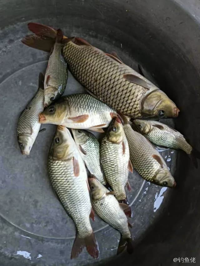 鲤鱼钓获 2.8kg