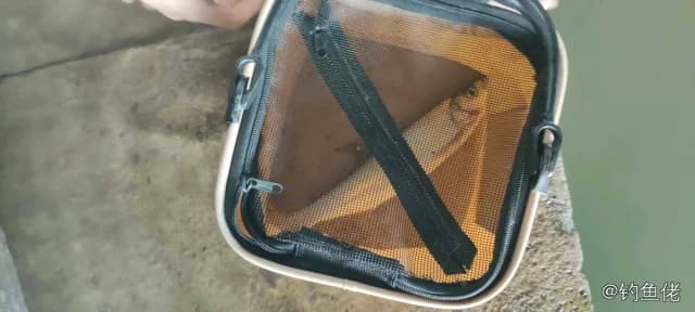 翘嘴鲌钓获 0.3kg