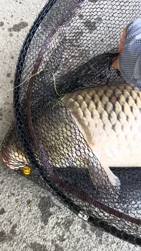 鲤鱼钓获 3.6kg