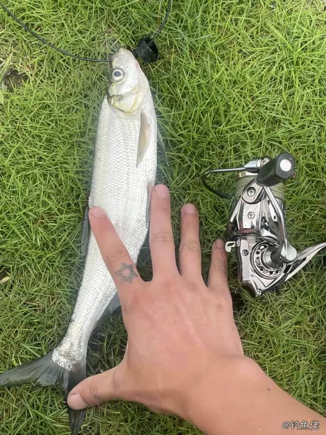 翘嘴鲌钓获 0.3kg