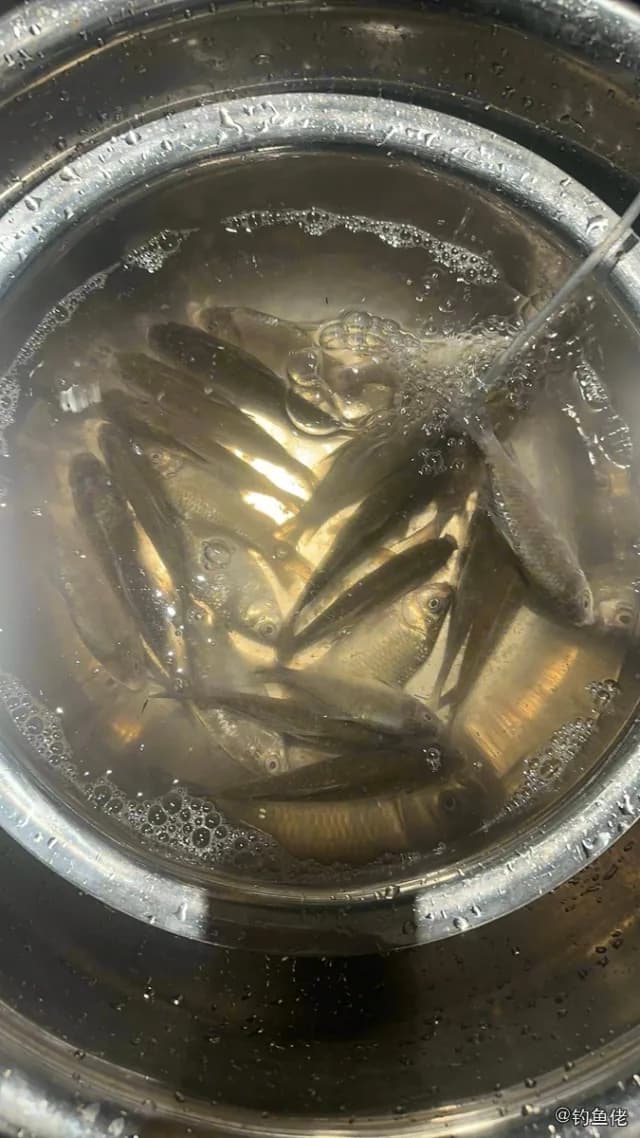 鲫鱼钓获 1.3kg