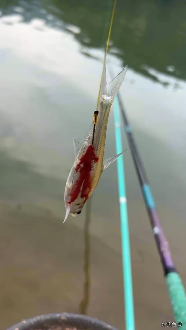 似鱎钓获 0.25kg