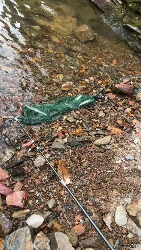 马口鱼钓获 0.01kg