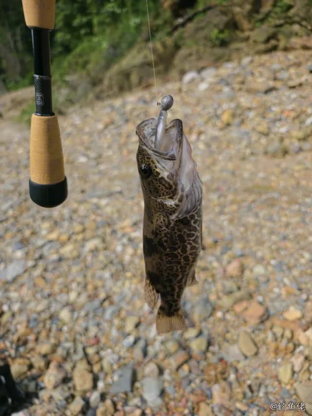 斑鳜钓获 0.5kg