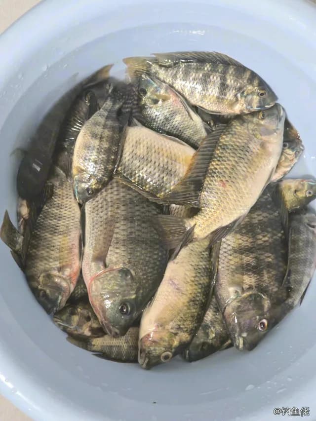 尼罗非鲫钓获 0.2kg