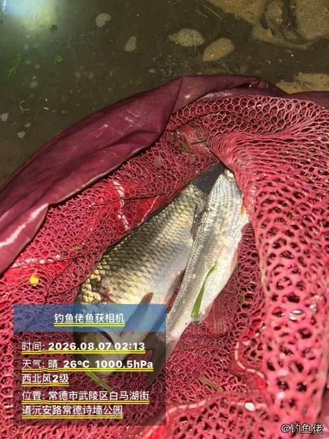 鲤鱼钓获 0.6kg