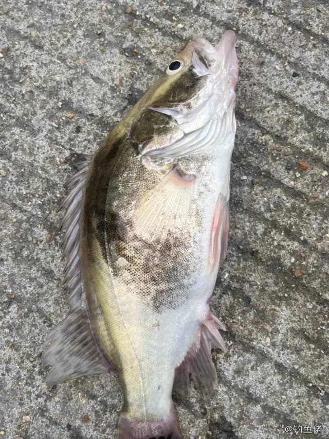 鳜鱼钓获 0.4kg