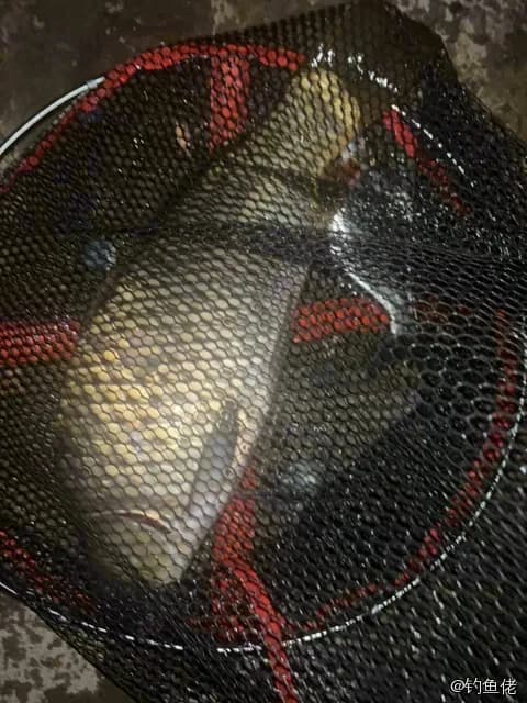 鲤鱼钓获 2.3kg
