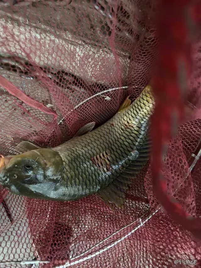 鲤鱼钓获 3.3kg