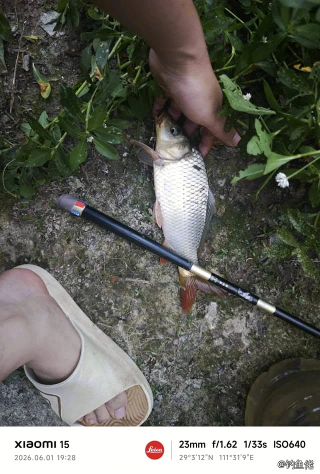 鲤鱼钓获 0.5kg