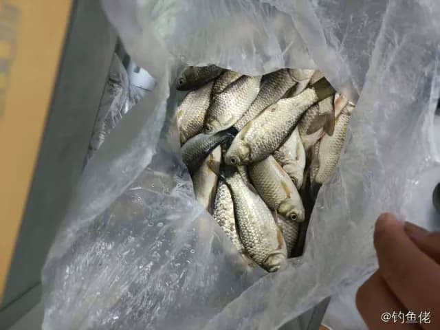 鲫鱼钓获 0.45kg