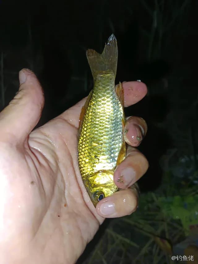 金鱼钓获 0.3kg