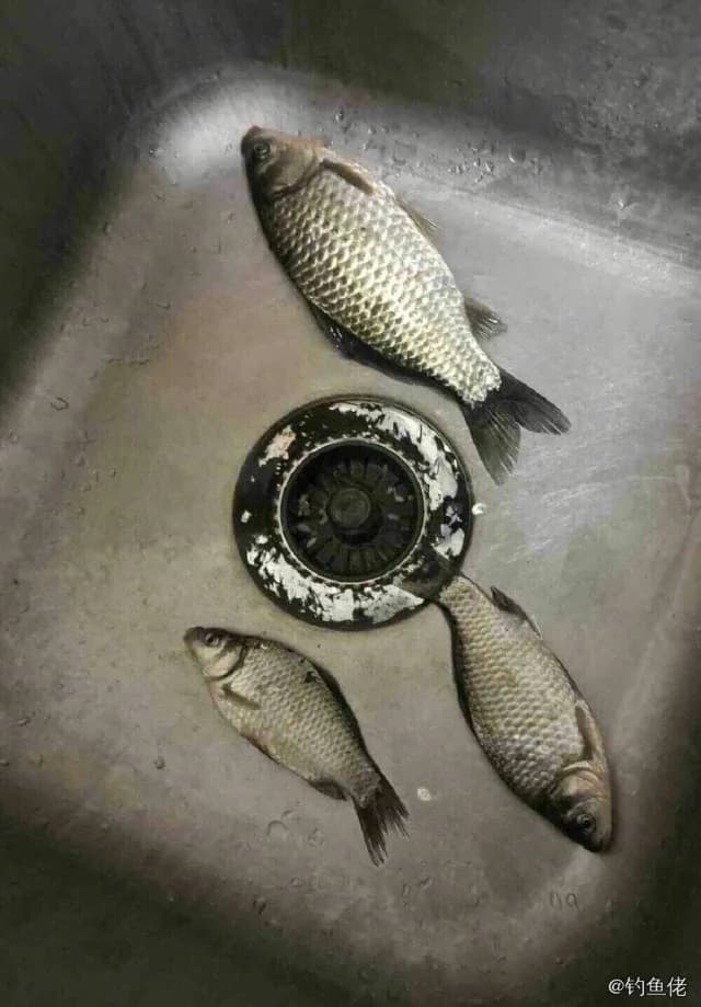 鲫鱼钓获 0.45kg