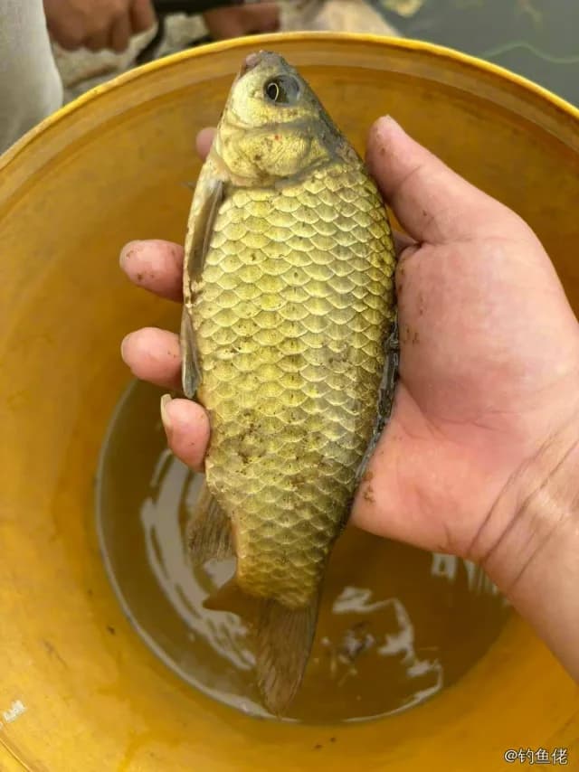 鲫鱼钓获 0.3kg
