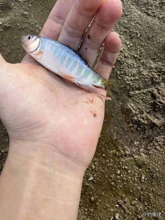 宽鳍鱲钓获 0.01kg